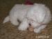 Štěně Coton de tulear - Prodej