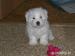 Štěně Coton de tulear - Prodej
