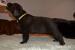 Labradorsky retriever - Predaj