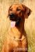Rhodéský Ridgeback - Prodej