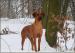 Rhodéský Ridgeback - Prodej