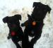 Šteniatka Patterdale terriera :) - Predaj