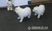 Samoyed Pups - Sale