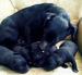 Šteniatka Patterdale terriera :) - Predaj