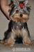 Yorkshire terrier s PP - Predaj