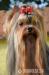 Yorkshire terrier s PP - Predaj