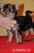 Yorkshire terrier s PP - Predaj
