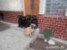 Steniatka Cane Corso s PP - Predaj