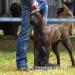 Steniatka Cane Corso s PP - Predaj