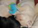 Labrador Retriever žlutá štěňátka s PP - Prodej