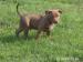 Americký pitbull terier red nose s PP - Predaj