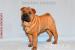 Shar-pei štěňata - Prodej