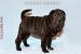 Shar-pei štěňata - Prodej