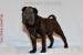 Shar-pei štěňata - Prodej