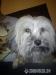 Lhasa-apso mini - Predaj