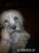Lhasa-apso mini - Predaj