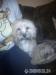 Lhasa-apso mini - Predaj
