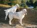 Středoasijský pastevecký pes SAO štěňata bez PP - Prodej