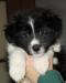 Szczeniaczek Border Collie  - Sprzedaż