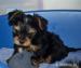 Yorkshire terrier s PP - Prodej