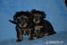 Yorkshire terrier s PP - Prodej
