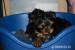 Yorkshire terrier s PP - Prodej