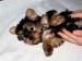 Yorskhire terrier - Predaj