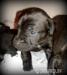 Šteniatka Patterdale terriera :) - Predaj