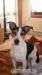Jack parson russell terier - ke krytí - Darování