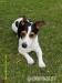 Jack parson russell terier - ke krytí - Darování