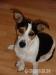 Jack parson russell terier - ke krytí - Darování