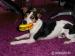 Jack parson russell terier - ke krytí - Darování