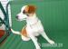 Kríženec jack russela - Predaj