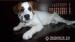 Kríženec jack russela - Predaj
