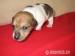 Jack Russel Teriér - Prodej
