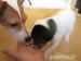 Jack Russel Teriér - Prodej