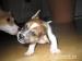 Jack Russel Teriér - Prodej