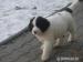 Landseer - Prodej