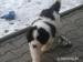 Landseer - Prodej