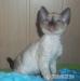 Joker-niebieskooki kocurek devon rex - Sprzedaż