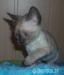 Joker-niebieskooki kocurek devon rex - Sprzedaż