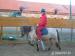 Welsh pony - Prodej
