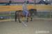 Welsh pony - Prodej