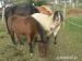 Welsh pony - Prodej