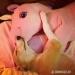 Whippet - Prodej