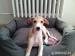 Whippet - Prodej