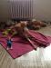 Whippet - Prodej