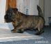 Cairn terrier, vrh "L"  - Predaj