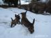 Cairn terrier, vrh "L"  - Predaj
