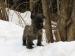 Cairn terrier, vrh "L"  - Predaj